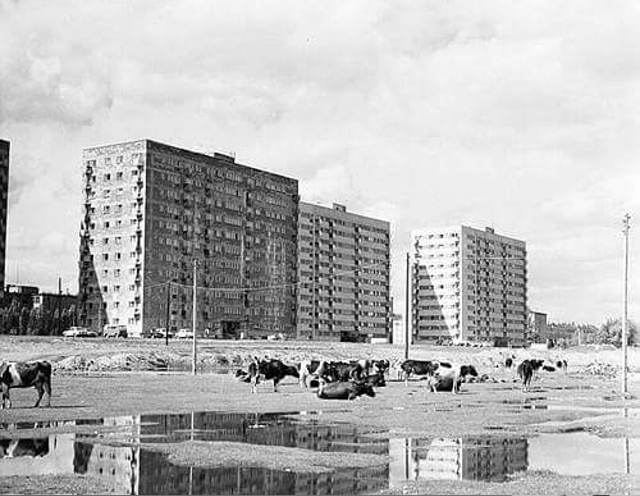Czerniakowska, 1971 Czerniakowska, 1971
