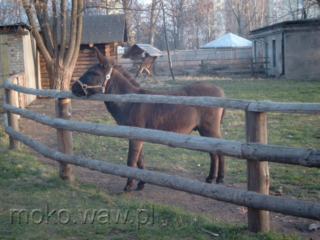 Dominikańska, 2004