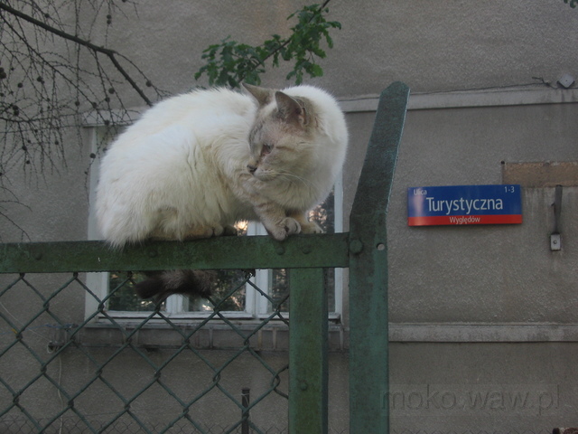 ulica Turystyczna, kot
