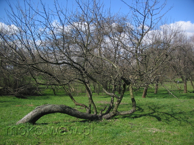 Dolina Służewiecka, 2007