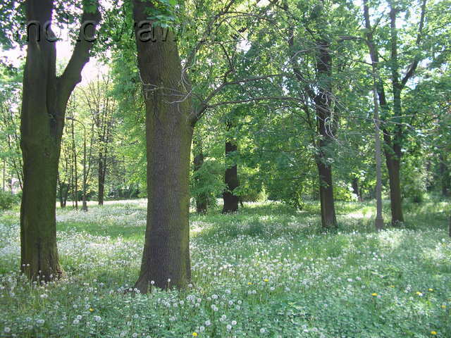 Park SGGW, 2007