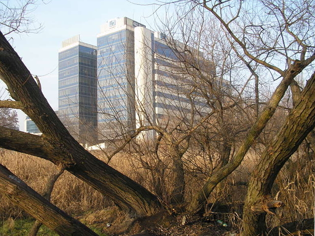 Staw Służewiecki, 2008