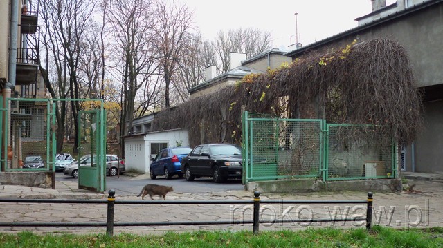 Belgijska, kot, 2013