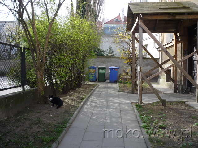 Różana, kot, 2015