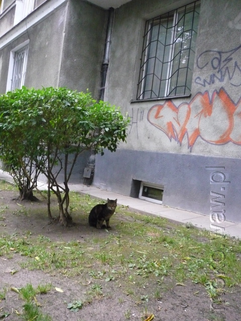 Bałuckiego, kot, 2015