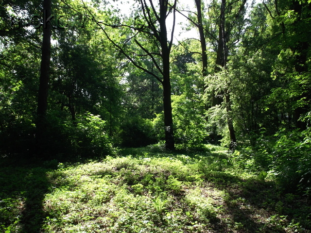 Park SGGW, 2016