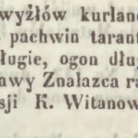 Zaginął wyżeł kurlandzki, 1850