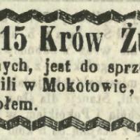 15 krów, 1862