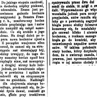 Nienawiść między ptakami
