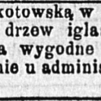 Dużo drzew iglastych, 1895