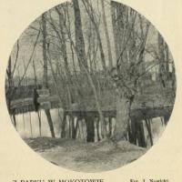 Z parku w Mokotowie, 1905