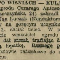 Złodziej wiśni postrzelony. Piaseczyńska 24. 1930.