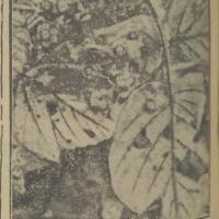 Maliny dojrzewają Maliny dojrzewają, 1937