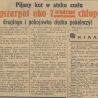 Pijany kot w ataku szału, 1937