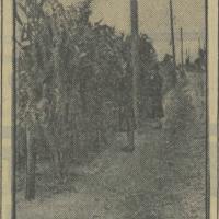 Mur z kukurydzy, 1938