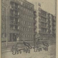 Beztrosko krowy, 1938