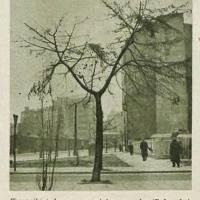 Trawniki i drzewa Trawniki i drzewa, 1953