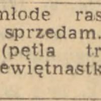 Kury młode sprzedam Kury młode sprzedam, 1958