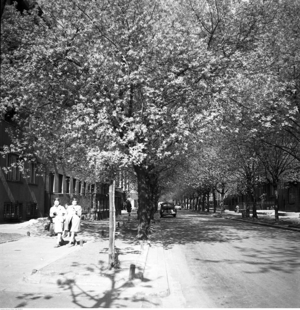 Narbutta, 1955 Narbutta, 1955