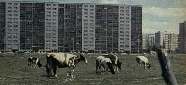 Al. Sikorskiego, krowy - ok. 1982