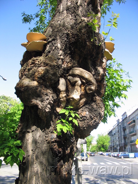Narbutta, 2005