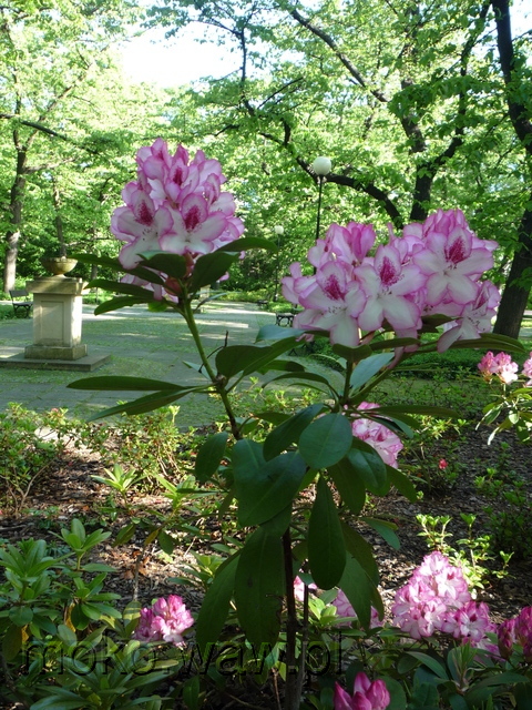Park Dreszera, 2015