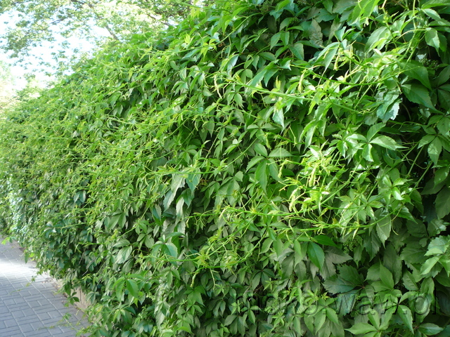 Kazimierzowska,  2015