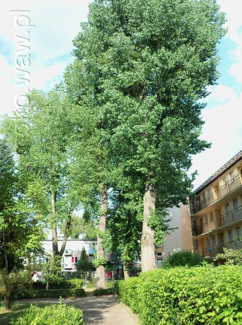 Dąbrowskiego, 2015 Dąbrowskiego, 2015