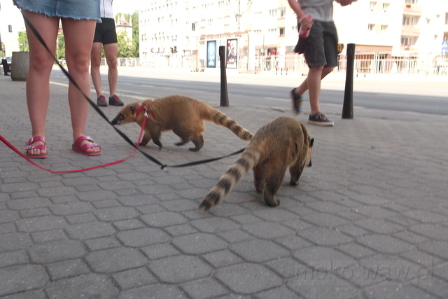 Ostronosy, Puławska, 2018
