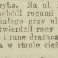 Poraniony przez byka, 1923