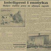 Inteligent i motyka Inteligent i motyka, 1935