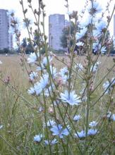 Cykoria ze Stegien, 2004