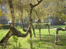 Sielecka, drzewa, 2008