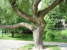 Śródziemnomorska, 2015