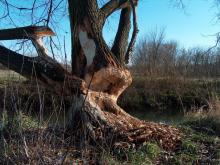 Łąki czerniakowskie, 2015