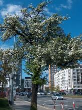 Grusza, Puławska, 2017