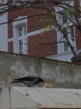 Rakowiecka, wrona, kawa, 2018