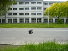 Woronicza, 2021 Woronicza, 2021