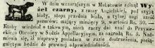 Wyżeł czarny z pazurami, 1860